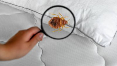 床蝨危機蔓延全球各地  想有覺好瞓記住4招滅蝨技巧
